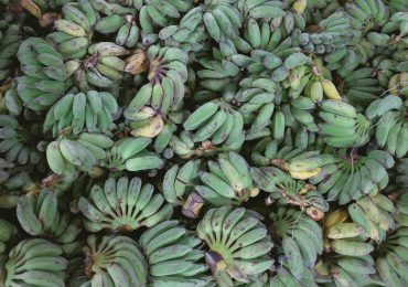 plantan banan warzywny