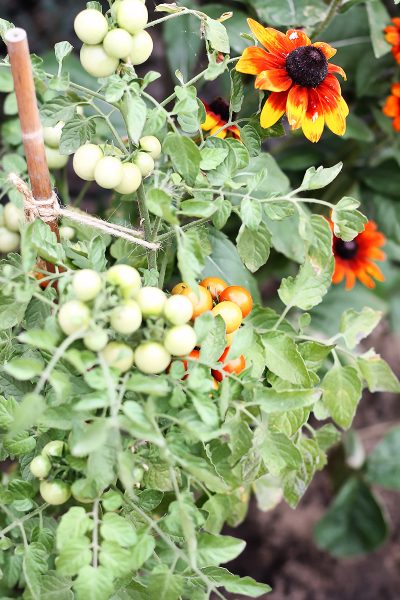 pomidory ogrod codojedzenia